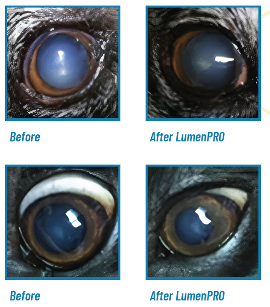 Before and After of Dog Eyes